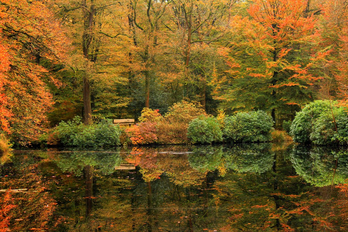 De tijd van de prachtige herfstkleuren komt er weer aan.
Nog even geduld aub. De herfst is op zijn mooist eind oktober en begin november.

#archieffoto #herfst2021
#koepelbos #oldeberkoop