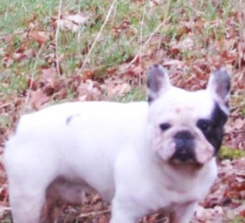 millypod1's tweet photo. SENCHAI HOME SAFE. THANKS FOR RT's😊🐕🐾

🆘24 SEPT 2022 #Lost SENCHAI  
OLDER White/Black Markings French Bulldog Male
#MaesBerea area #Bangor #Gwynedd #Wales #LL57
PLEASE DO NOT CHASE/ Call / Attempt to grab,
SIGHTINGS PLZ**
https://t.co/2eXKjFGixQ https://t.co/3orlsWE1SH