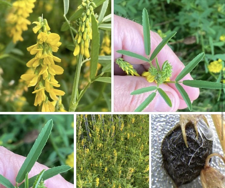 Tall Melilot. Melilotus altissimus. Up to 150cm. Long, oval leaflets becoming strap-shaped higher up stem. Yellow flowers up to 7mm long. Seed pods black, up to 7mm long, hairy with netted ridged surface. (Seed pods = easiest way to separate from Ribbed Melilot identification)