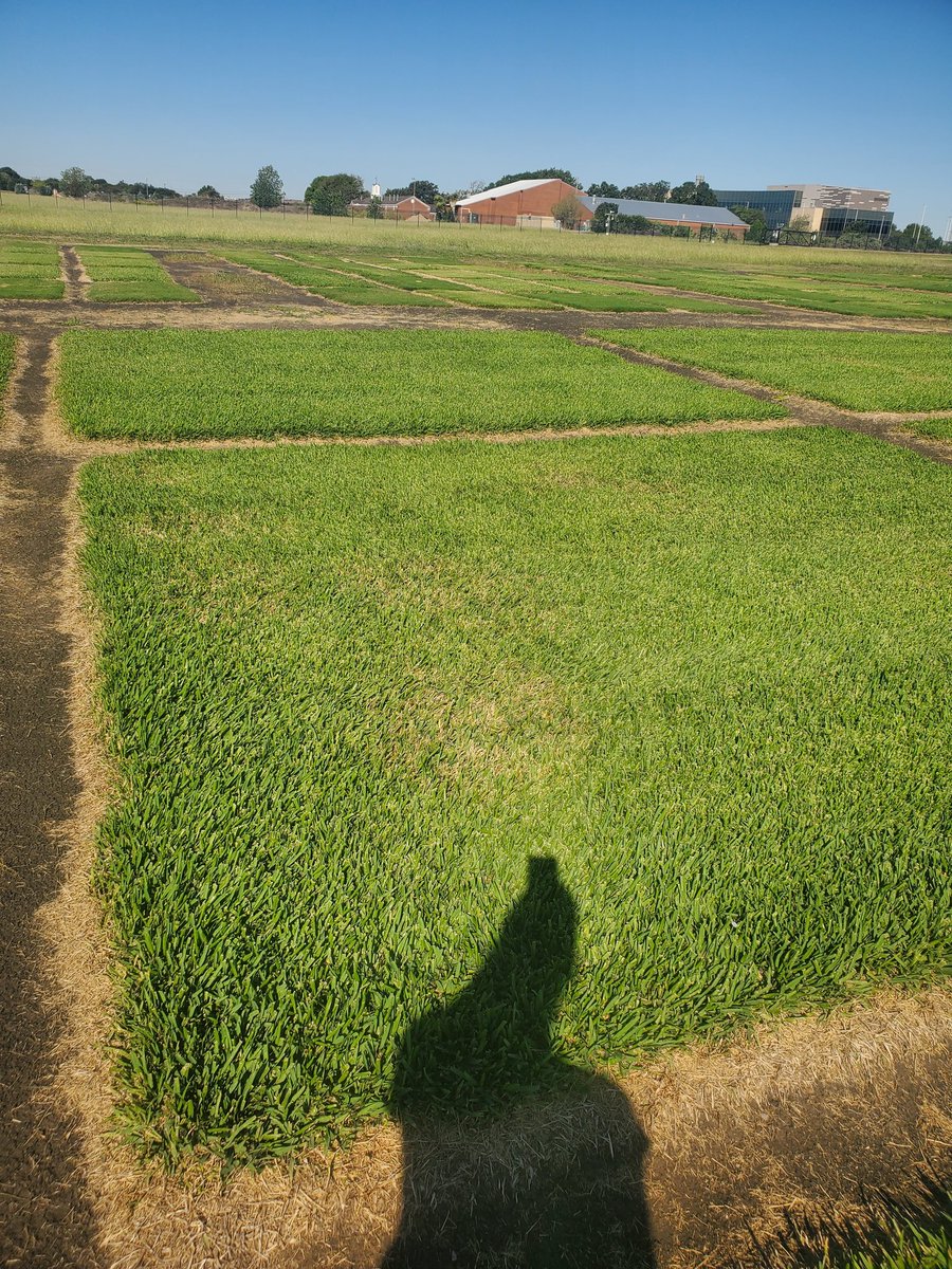 hairyligule21's tweet image. Large Patch is poppin'! Are temperatures even droppin'? 
First LP sighting in the DFW area on our good friend, St. Augustine!

5 day soil temp average is 91 at 0-10cm according to Syngenta Greencast...soil temps were 80 today at 3" according to TDR probe. #aggieturf #largepatch