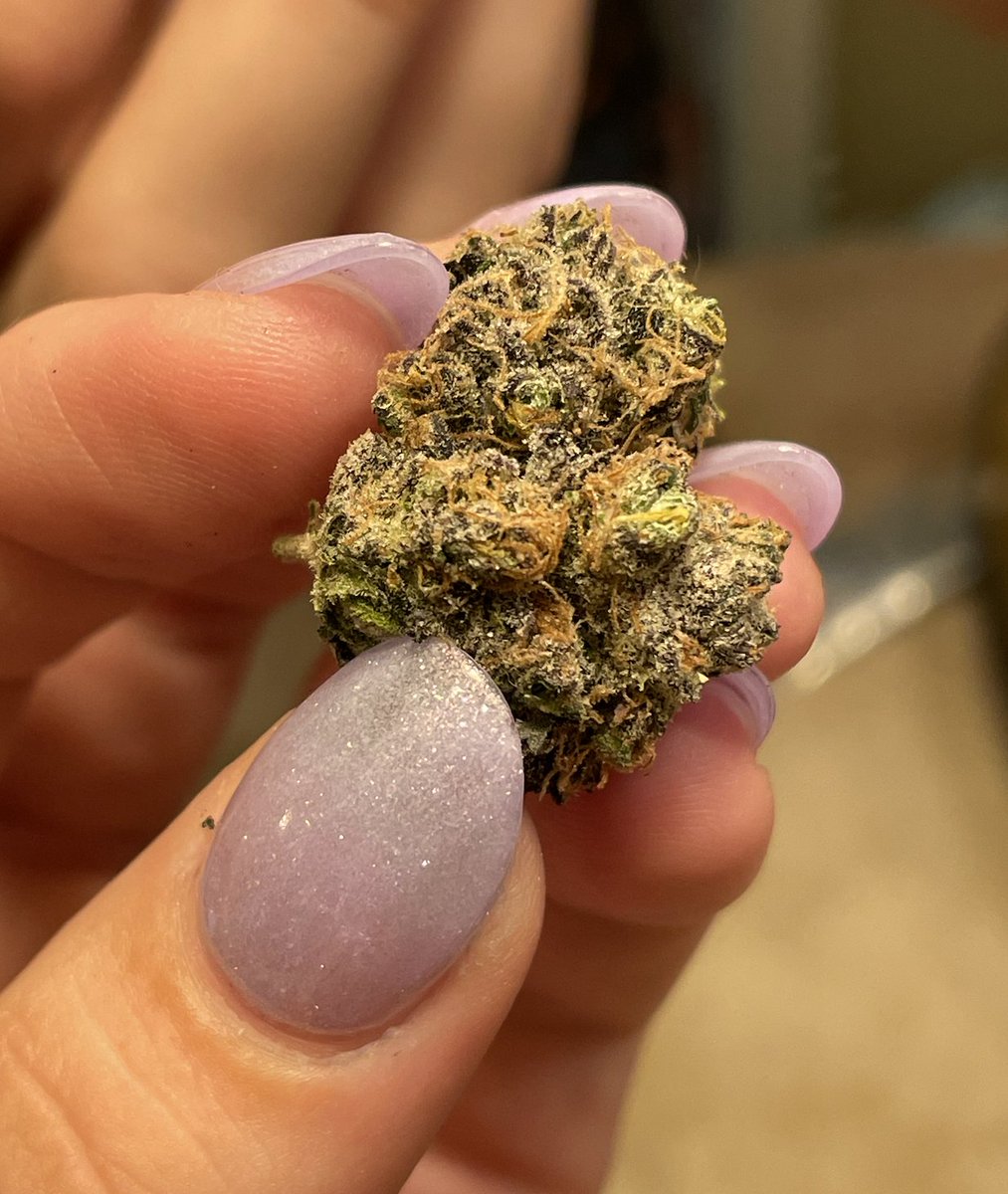 GoodDayFarms's tweet photo. The trichomes on Kumquat 😍 #armmj #mommj #weedlovers #CannabisCommunity #cannabisindustry #southerncannabis #farmtotable https://t.co/1Mqr0EQOHl