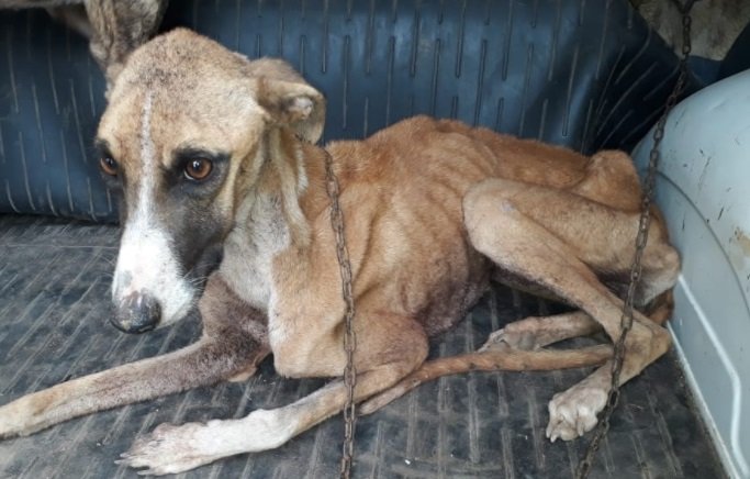 Señores y señoras del PSOE, como le van a explicar a sus hijos que esto está bien?
#PSOENiUnSoloPerroAtras <a href="/PSOE/">PSOE</a> <a href="/sanchezcastejon/">Pedro Sánchez</a> <a href="/gpscongreso/">PSOE Congreso</a>