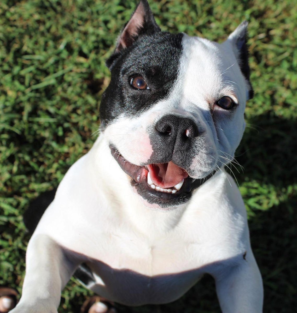 peachycurv's tweet photo. My daughter 🫶 
#microbully #americanbully #puppies #breeding https://t.co/02Fk58eb5b