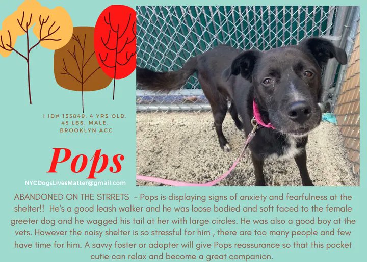 NMBewitched's tweet photo. Pops
#NYCACC
TBK 9/27
Scared at ACC🙄
Enjoys walks, loves smells, curious, engages w/ female dogs
Anxiety is stressful
Pops need a calm home, quiet w/ a safe place to retreat when he is overwhelmed. Interested in toys but needs to learn how to play
#Pledge #RT #Foster https://t.co/9nJnU6FFRm