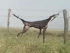 Guirnaldas navideñas cortesía de los señores del PSOE.
No os preocupéis, es legal.
VERGÜENZA dais
#PSOENiUnSoloPerroAtras <a href="/PSOE/">PSOE</a> <a href="/sanchezcastejon/">Pedro Sánchez</a> <a href="/gpscongreso/">PSOE Congreso</a>