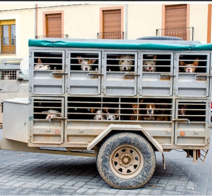 Así le parece bien al PSOE que saquemos a los perritos de paseo por el campo.
Eso sí, otros con bozal y correa porque son peligrosos.
#PSOENiUnSoloPerroAtras <a href="/PSOE/">PSOE</a> <a href="/sanchezcastejon/">Pedro Sánchez</a> <a href="/gpscongreso/">PSOE Congreso</a>