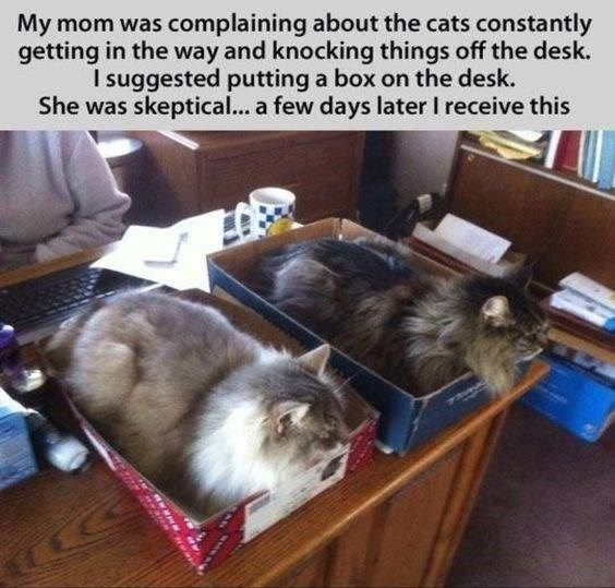 WholesomeMeme's tweet photo. https://t.co/QOSOAyv6pn