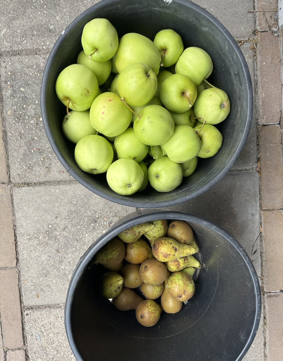 JeltingahomeG's tweet photo. Oogsttijd! Heerlijke appels en peren uit eigen tuin. En de mispelboom zit ook vol! Iemands tips voor de mispels?
#tuin #tuinieren #fruit #mispel #appels #peren https://t.co/0F4EDpoNnh