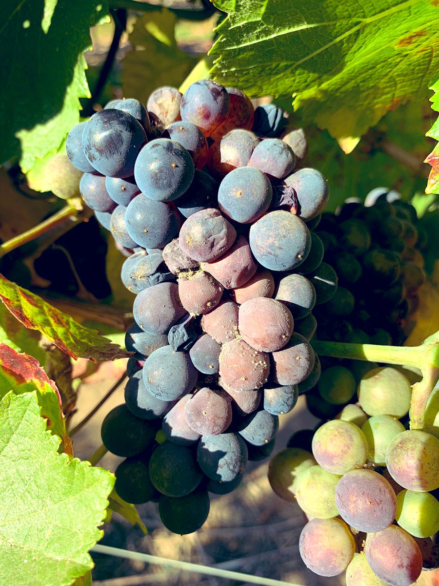 Alexander Wong tweet media