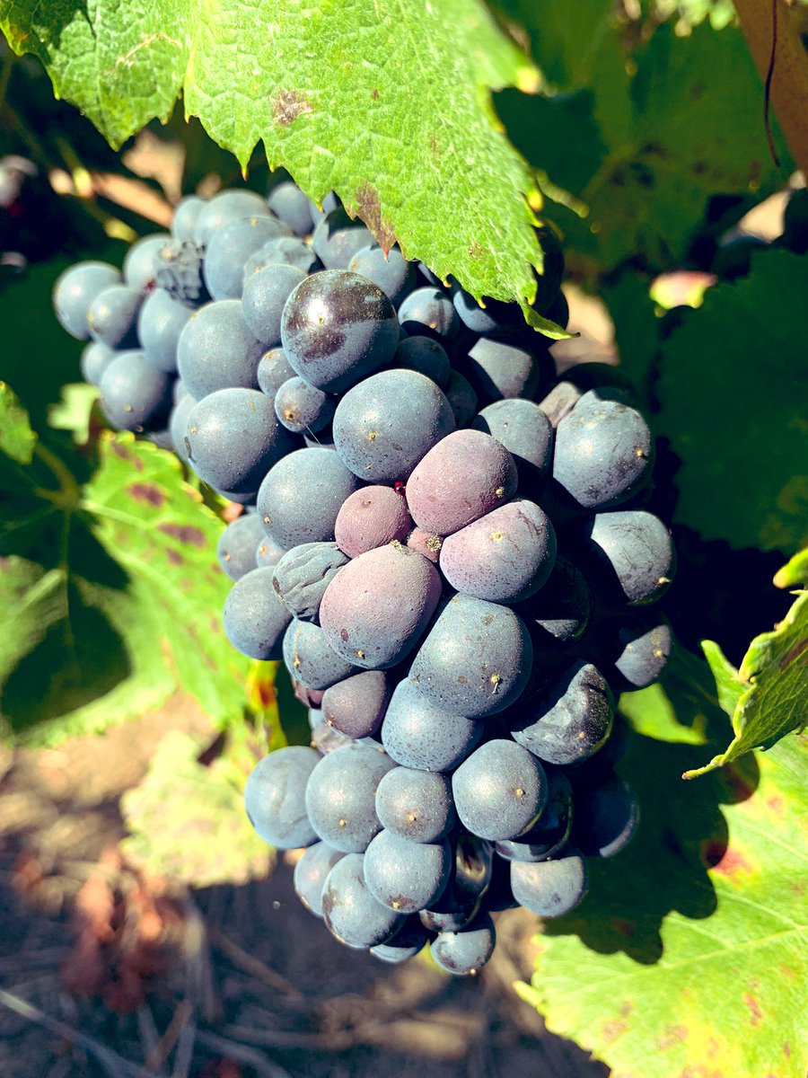 Alexander Wong tweet media