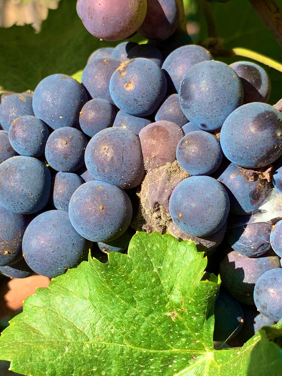 Botrytis in the research vineyard! These clusters still need to hang for another week before rating so they’ll be extra “juicy” by then!