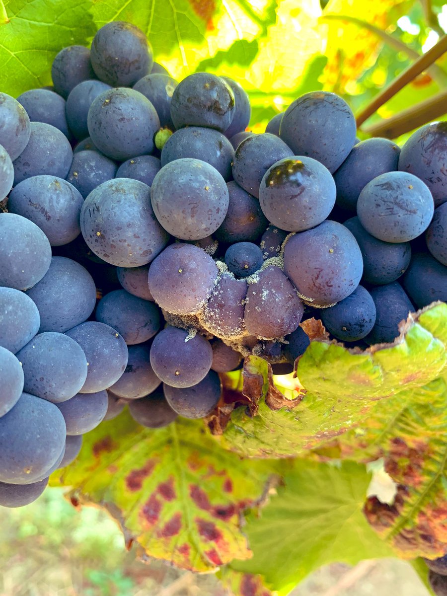 Alexander Wong tweet media