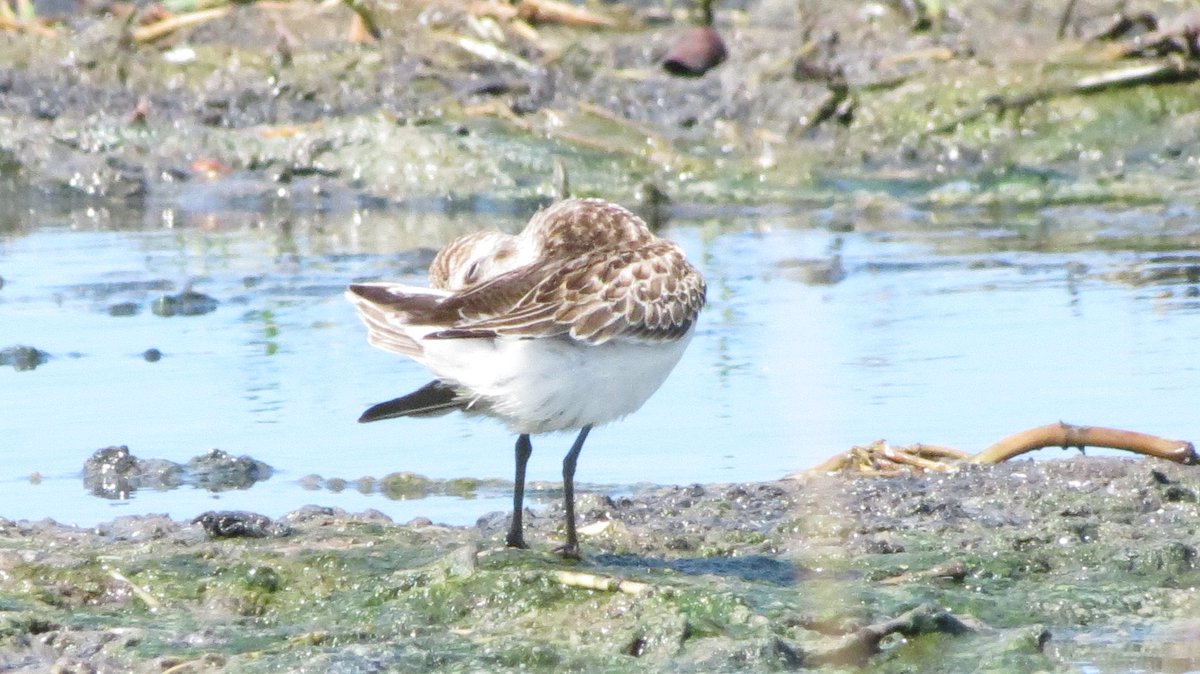 DVSToledo's tweet photo. «Yo cuido con esmero mi plumaje a pesar del lodo en el que me alimento». 😁 @avesplayeras #calidris #LaHabana #birding #naturephotography https://t.co/DWKzMKv5ey