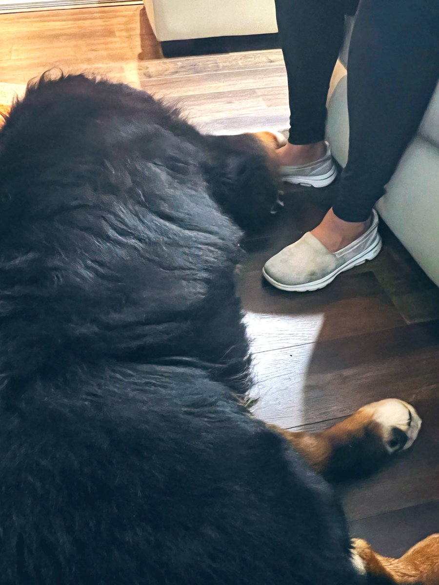 Sorry can’t get up for a while .. there’s something heavy on my foot ! 🐾 😂♥️ #lovemyboy #bernesemountaindog #dogsoftwitter
