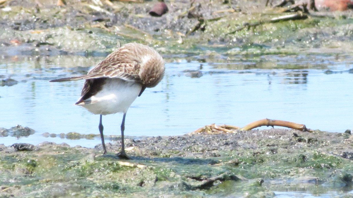 DVSToledo's tweet photo. «Yo cuido con esmero mi plumaje a pesar del lodo en el que me alimento». 😁 @avesplayeras #calidris #LaHabana #birding #naturephotography https://t.co/DWKzMKv5ey