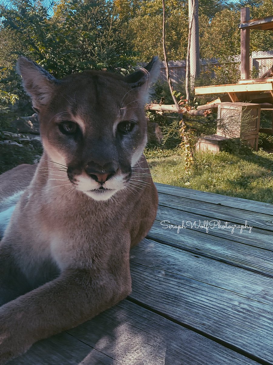 SWPhotography95's tweet photo. Sorry guys I haven’t posted in so long lol 
Just have had a lot going on but ANYWAYS I did recently go to the Columbus Zoo &amp; Aquarium to take pics 📸 This cougar was my favorite because she stared right at me and the camera! #photography #photographer https://t.co/4gh84nSigT