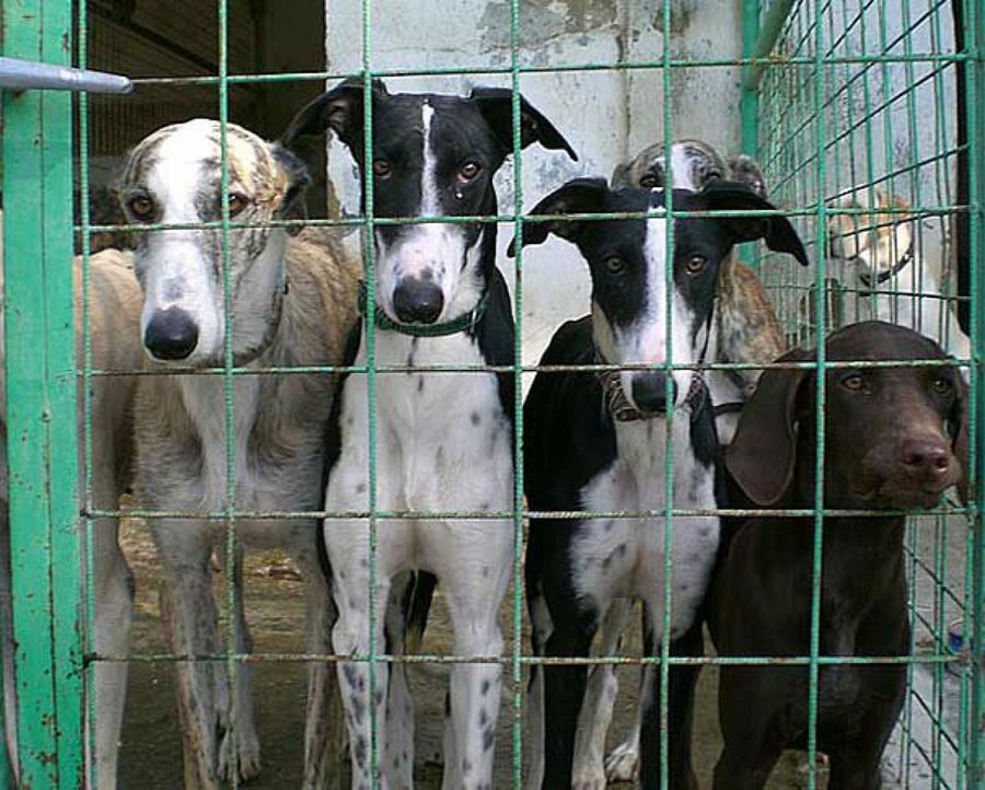 Cómo sociedad civilizada, no podemos seguir consintiendo el abuso y el maltrato a seres vulnerables.
Di NO a la enmienda del PSOE 
#PSOENiUnSoloPerroAtras <a href="/PSOE/">PSOE</a> <a href="/sanchezcastejon/">Pedro Sánchez</a> <a href="/gpscongreso/">PSOE Congreso</a>