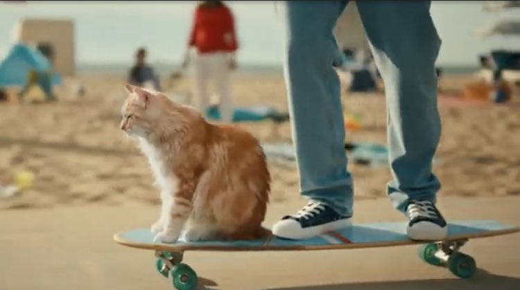 LegitOrShitSk8's tweet photo. Thanks to our man in Belgium @MickSterbs for spotting this. 
I think it’s something about 5G side effects on cats. https://t.co/Hs9A0pSTCu https://t.co/q2TtfQ666T