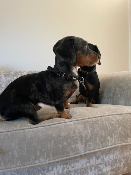 millypod1's tweet photo. 🆘25 SEPT 2022 #Lost ELVIS
Dachshund Cross Male #SausageArmy
#Leybourne #Kent #ME19
Went missing from his garden 25.09.22 around 1pm
SIGHTINGS PLZ ☎️07415784337/ 07787416134
https://t.co/ts9D3Tmz34 https://t.co/McFmIIM9tv