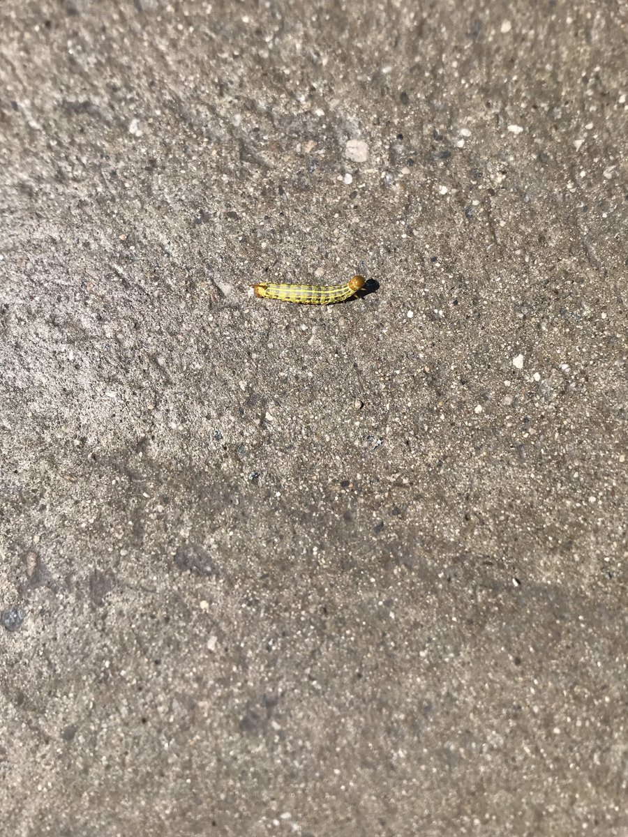 Maddantics (@pedxing66botley) on Twitter photo 