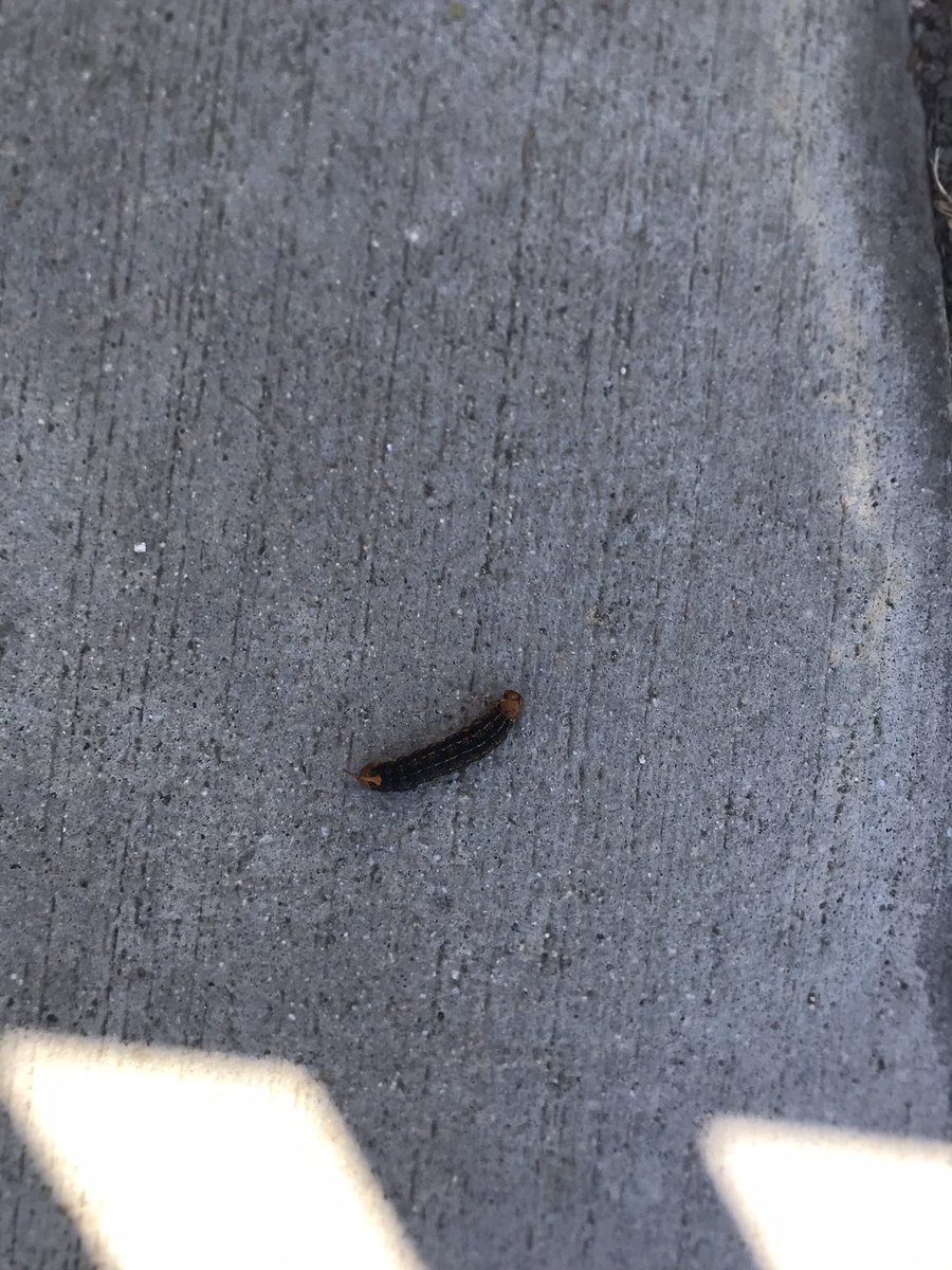 Maddantics (@pedxing66botley) on Twitter photo 