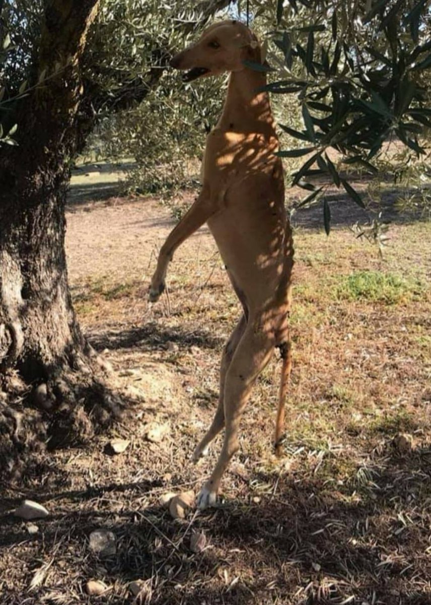 #PSOENiUnSoloPerroAtrás 
<a href="/PSOE/">PSOE</a>
<a href="/sanchezcastejon/">Pedro Sánchez</a>
<a href="/gpscongreso/">PSOE Congreso</a>
<a href="/patxilopez/">patxilopez</a>
Los cazadores abandonan y matan a sus perros cuando "no les sirven" para la caza. Las protectoras rescatan a todos los que pueden, ofreciéndoles así una segunda oportunidad y una vida digna. 
¡¡Basta ya!!