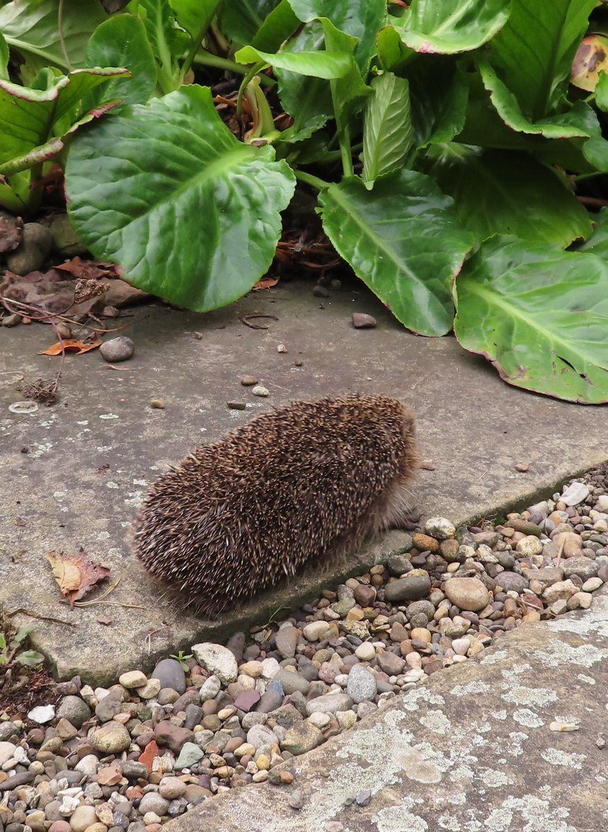 greenbeltsal's tweet photo. #EveryoneNeedsNature
#Hedgehogs need us
Yet this #Government want to carry on building more #killer #Roads
#NatureInMyBackyard #NimbysRule https://t.co/Axrk1U3yS6