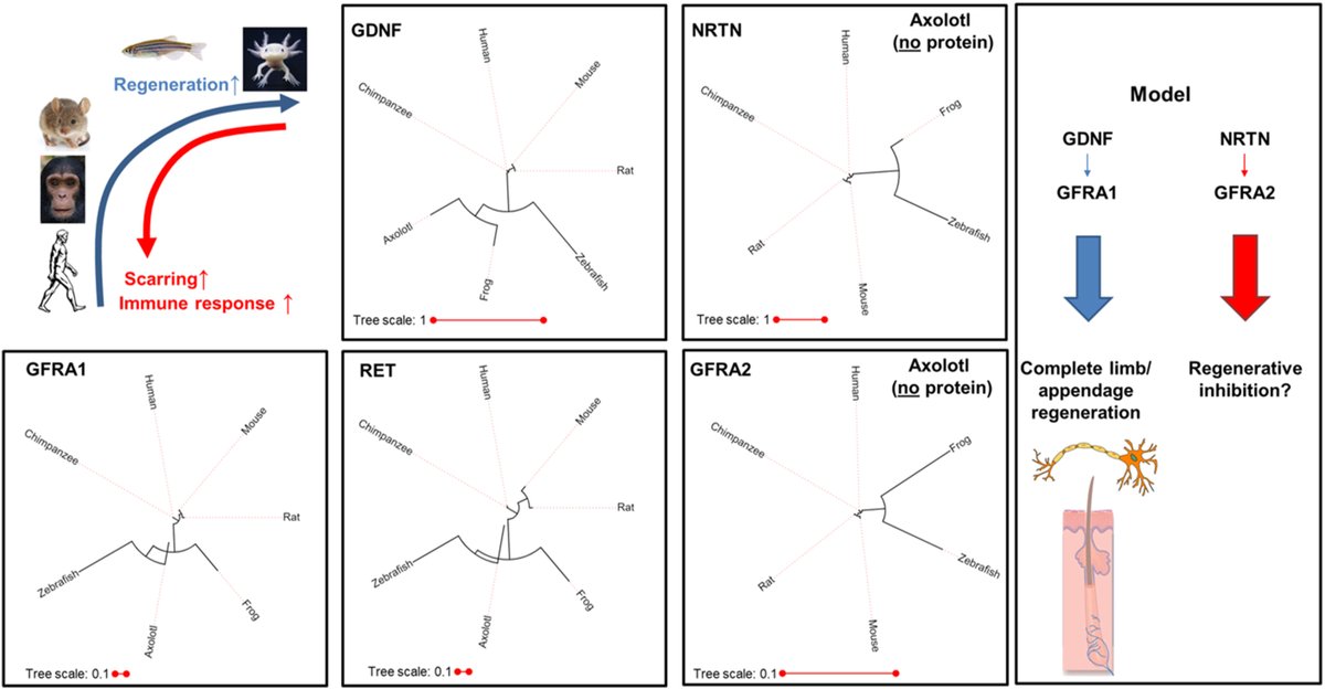 <a href="/CNSerhanLab/">The CETRI</a> <a href="/JuliaB_fitness/">Julia B.</a> <a href="/foundmyfitness/">Dr. Rhonda Patrick</a> <a href="/rhg_1/">Robin H. Gunster</a> <a href="/AnnualReviews/">Annual Reviews</a> <a href="/NatRevNeph/">Nature Reviews Nephrology</a> Reawakening #GDNF's Regenerative past in humans? "Activating GDNF-GFRα1 signaling may be a method of promoting complete limb &amp; skin regeneration in less regenerative animals like humans." EPA/DHA #Omega3 are potent GDNF activators🧬
sciencedirect.com/science/articl… nature.com/articles/s4138…