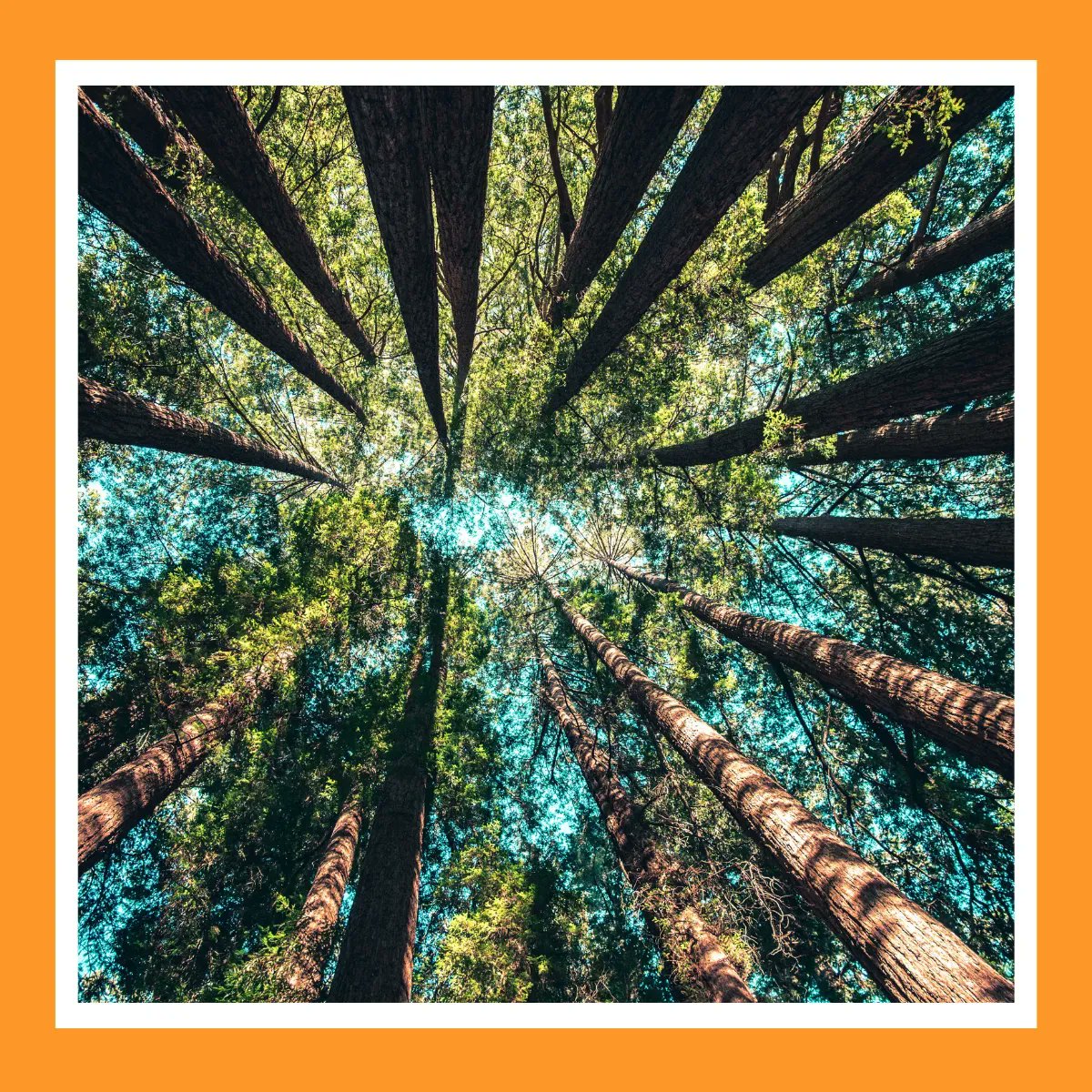 We've purchased a forest in Mozambique! Want to get involved and help us to plant more trees? Select 'Standard Shipping - Plant a Tree' at the checkout on our website 🌳 

#forestrestoration #ecosystemrestoration #sustainablebusiness