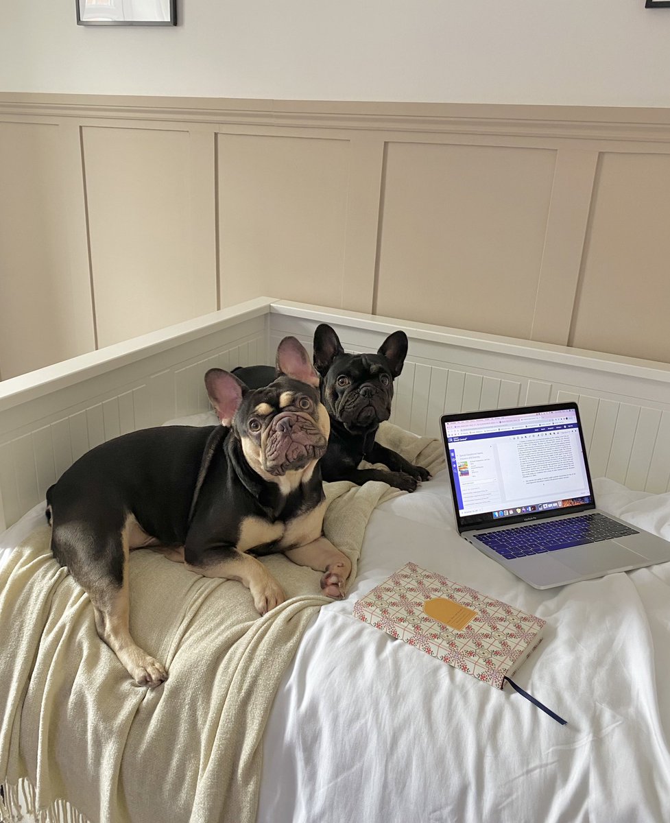 Betsy and Ted assisting me in my prep for uni this week (by falling asleep and snoring so loud it’s hard to concentrate) 🐶🐶 #twittereps