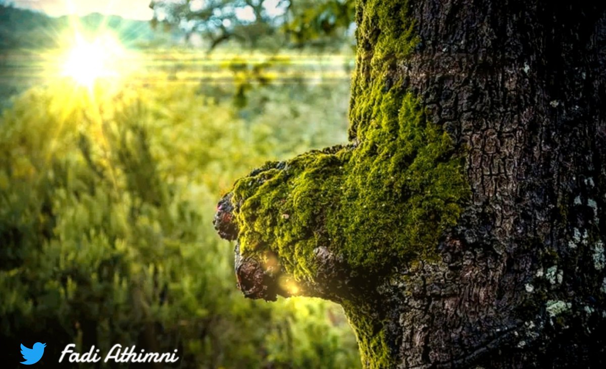 Fadi___athimni's tweet photo. #عين_دراهم 
#Tunisie 
#fadi 
#ain_draham
#tabarka
#Tunisia 
#Paris 
#France 
#nature 
#NaturePhotography https://t.co/BHdpKe1h2a