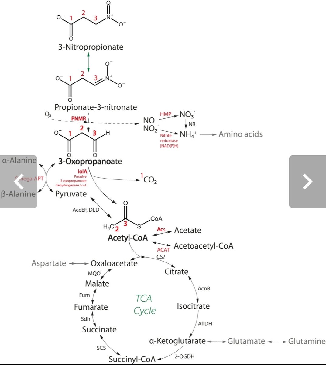 msmjetten's tweet photo. Congratulations to @MagdaRogowska et al. Insect Gut Isolate Pseudomonas sp. Strain Nvir Degrades the Toxic Plant Metabolite #Nitropropionic Acid. Collaboration #microbiology @RIBESresearch @Robert_S_Jansen @CUWelte with organic chemistry @FlorisRutjes
https://t.co/fI9MyWhwo6 https://t.co/lcgHjk78bq