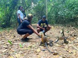 bra_louis's tweet photo. Interacting with wildlife at Tafi Atome Monkey Sanctuary and Cultural Village is such a beautiful experience at Destination Ghana. The time to visit and discover Ghana is now!
#VisitGhana2022 https://t.co/I9d4kykSIa