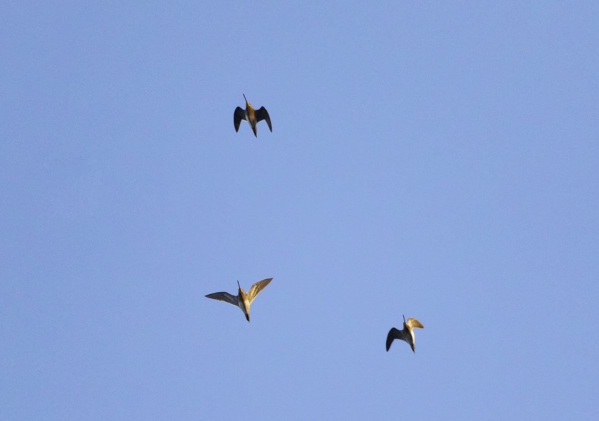 Migrējošie putni Papē šodien, 26. septembrī.