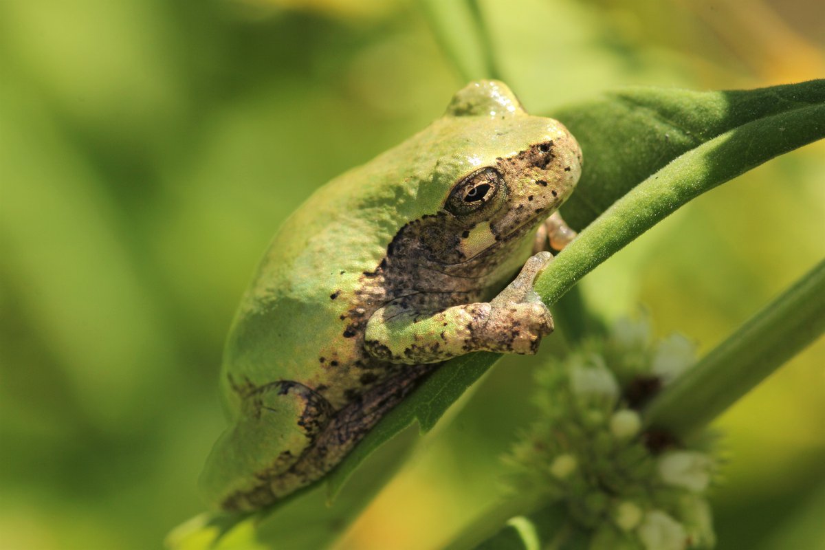 lrusso08's tweet photo. The Frog Days of Summer 😍 #frogdays #copesgraytreefrog https://t.co/tSaLFD3zSO