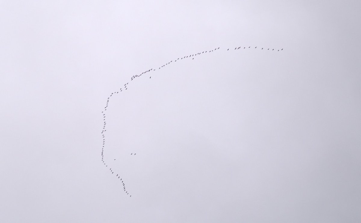 stuey's tweet photo. The apples fall, mushrooms appear, and pink-footed geese fly over Edinburgh from the north.   Winter is coming. https://t.co/LRdL5cp2uk