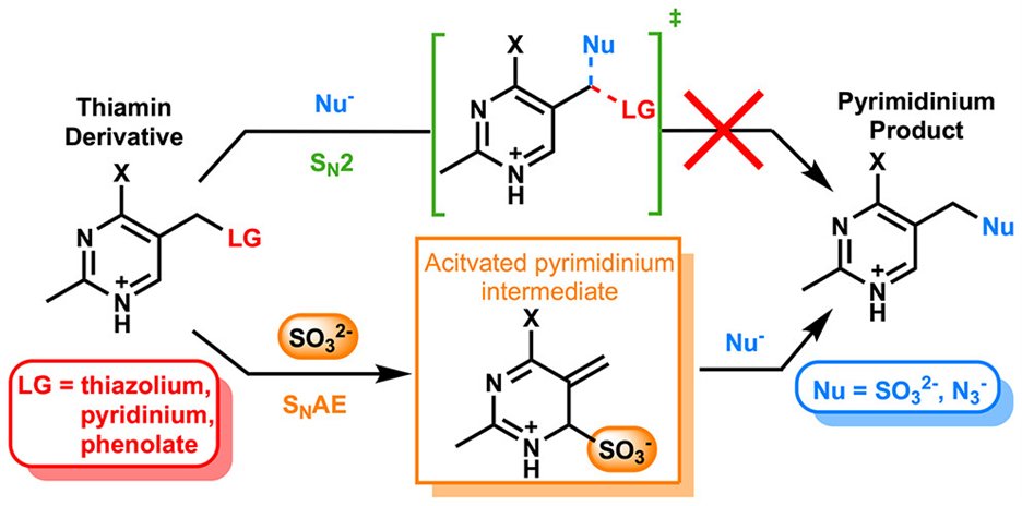 JOC_OL's tweet photo. Probing the mechanism of thiamin's decomposition by sulfite using comprehensive DFT analysis. New in #JOC from @GraemeWHowe and @tdotsmvp @queensu. Please have a look: https://t.co/3ilbHD8PbG https://t.co/j4ZTxlwrBP