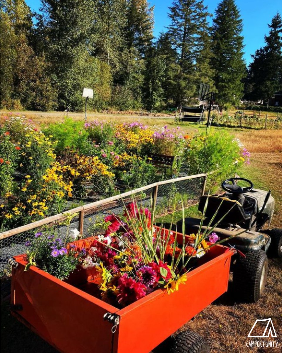 campertunity's tweet image. Rollin' into the new week, and can you say SUNSHINE?!🤩☀️🧡
 
Head over to our website to see where you can pitch your tent this week.🏕️

Happy Monday everyone!! 😊

#campertunity #campinglife