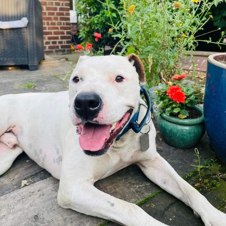JohnDaffern2's tweet photo. Marley is #missing went off chasing a deer in the fields near the allotments Kibblesworth #TyneandWear #NE11 area. If anyone sees him please call me it’s dark and I’m worried sick 07970251052 https://t.co/PhDkDi1sIS