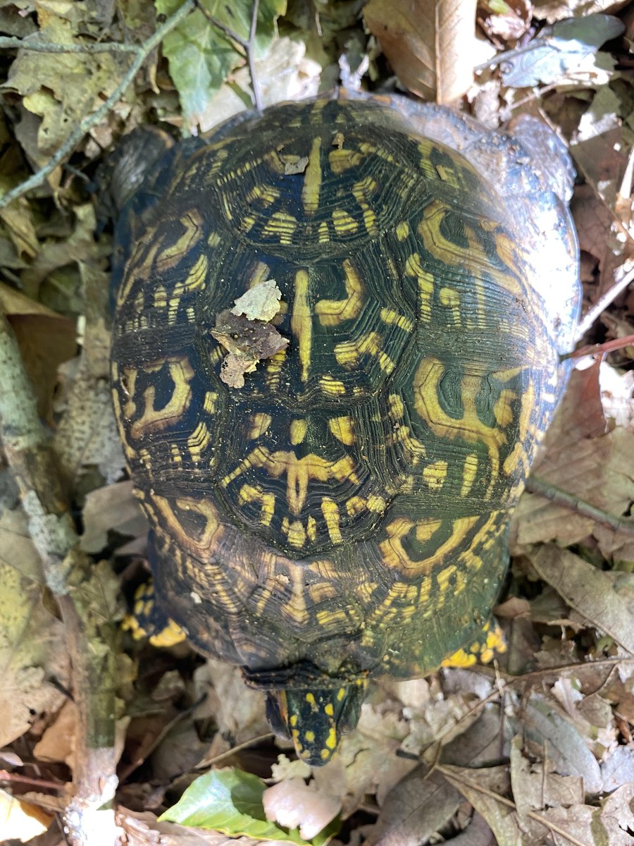 andyroyle_pwrc's tweet photo. box turtles are basically on a European vacation schedule, you can't find them from about July 1 till the end of September. After a long dry spell I found this old unmarked guy who evaded us for 4 years! #turtlescience https://t.co/N3YdJqbxrY