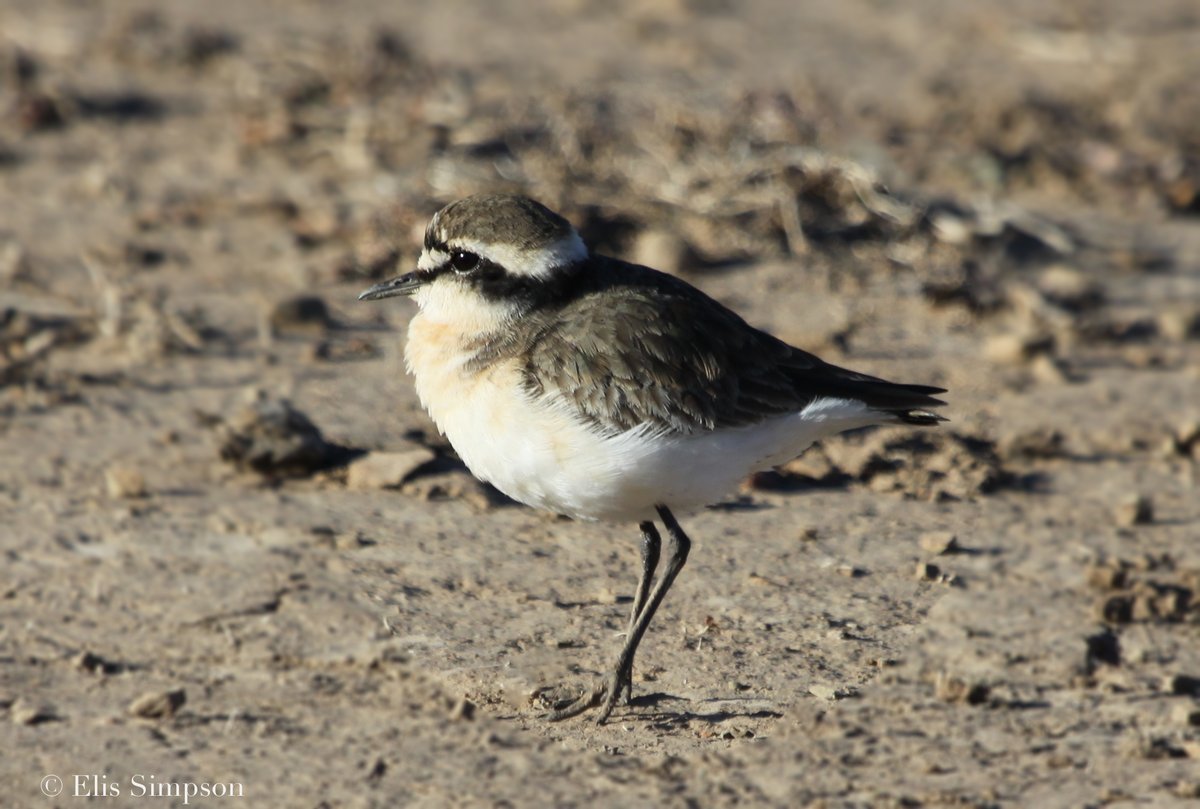 waderquest's tweet photo. @waderquest #talk
A Quest for Waders
tomorrow 27th
14:00 pm (GMT)
Gravesend RSPB local group
Masonic Hall
25 Wrotham Road
Gravesend
DA11 0PA
Kittlitz's Plover Β© Elis Simpson
Be #inspired by #waders or #shorebirds
#charadriidae #limicolas
#aquest4waders
#EveryoneNeedsNature https://t.co/FcR8GGKKNP