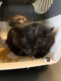 PetfindToronto's tweet photo. #SENLAC RD #SHEPPARD AVE W Pls RT2unite #FOUND #CAT- 24-Sep #Toronto Animal Services A930376 #NORTH  416-338-8723 BLACK DMH M/?Age https://t.co/k48WN3t4rv