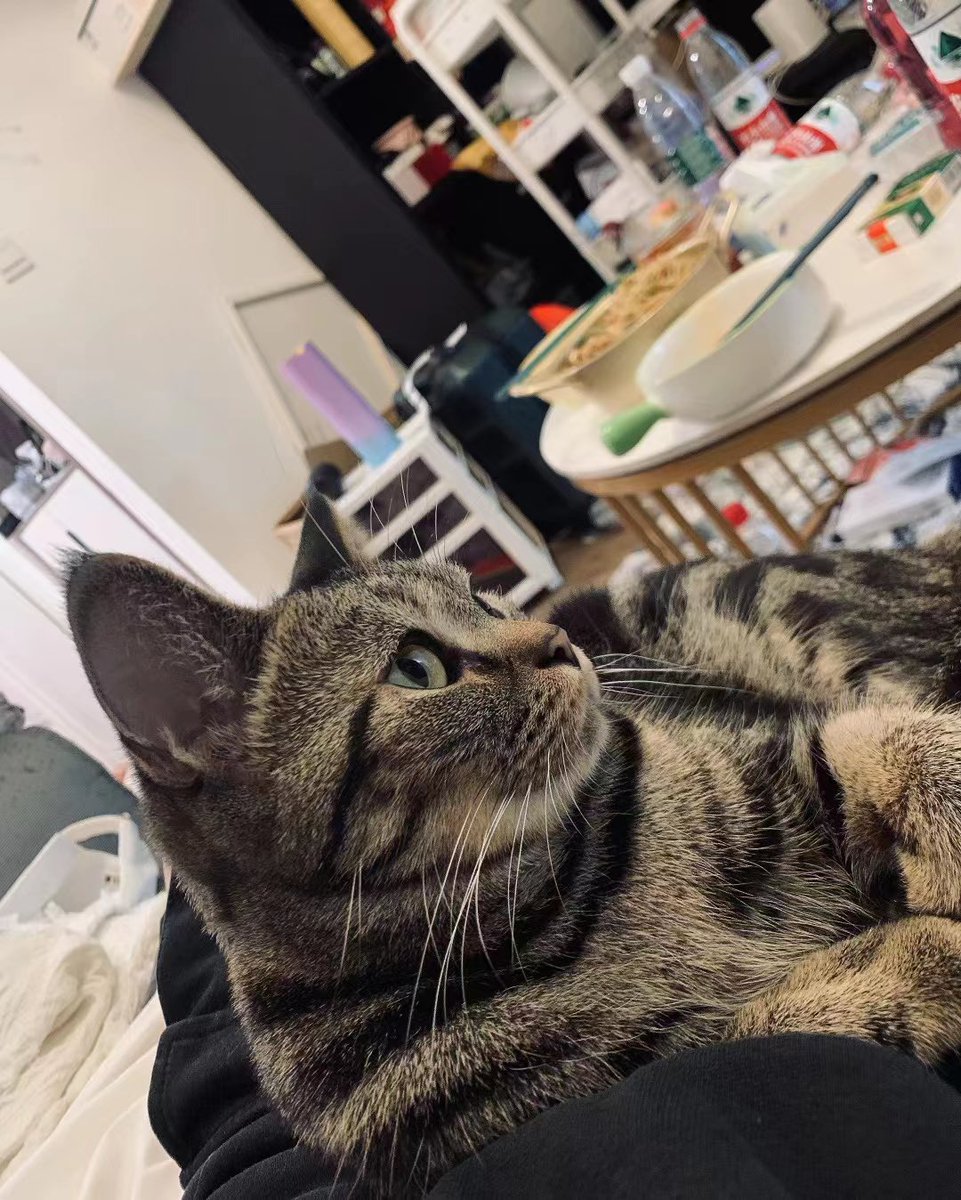 wuli85513022's tweet photo. 怎么有这么粘人可爱的小猫咪🐱 https://t.co/vQfp1WVc8y