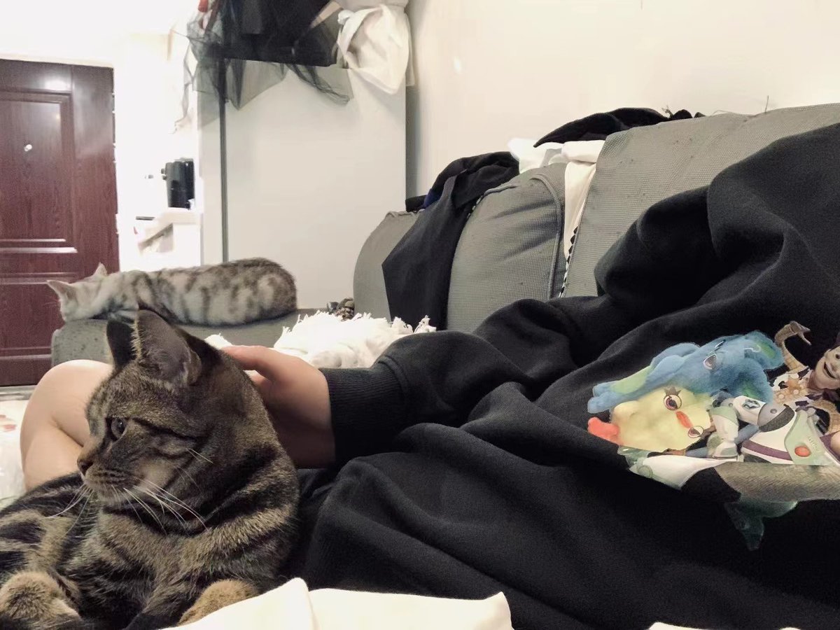 wuli85513022's tweet photo. 怎么有这么粘人可爱的小猫咪🐱 https://t.co/vQfp1WVc8y