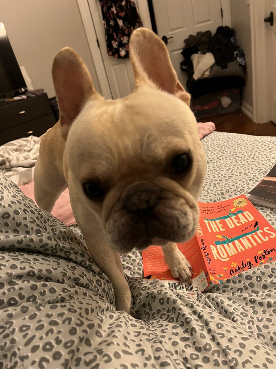 Ms_Bazz's tweet photo. Someone clearly would like my attention on him, rather than my book! #rodney #handsomepup #sweetchuck https://t.co/7indFqSUnq
