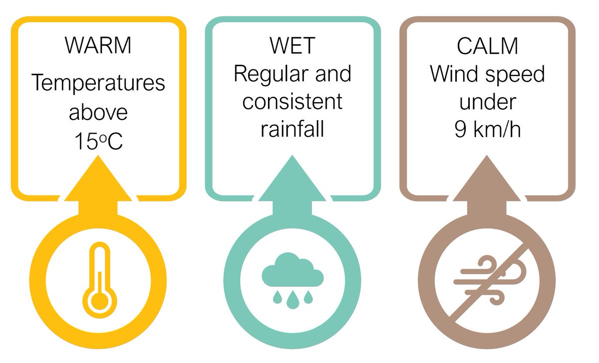 Heavier than normal winter rains across many of Australia’s sheep regions herald a potentially bad flystrike season. Here's some timely info ... bit.ly/3SxmxTu #AgTwitter