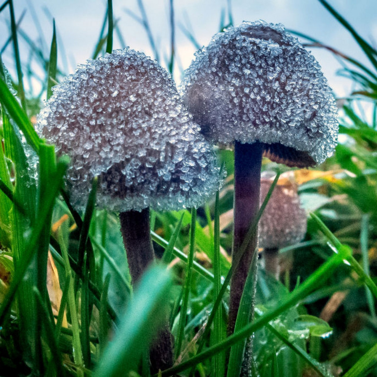 JohnMar77301444's tweet photo. Mushroom Magic Synth Music
https://t.co/5l0Cf9BVLR
#Bandcamp #Music #SynthMusic #ProgRock #ExperimentalMusic #Instrumental #PostModernClassical #progressive #synth #NewYork #Brooklyn #Queens #Bronx #StatenIsland #Mondayvibes #Shamanic #WashingtonDC #USA https://t.co/E0BU8CMwpJ
