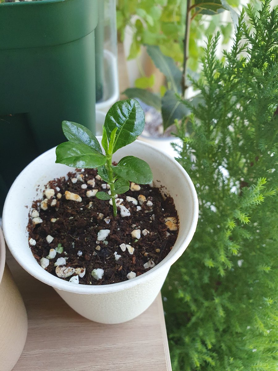 lemon_drop_57's tweet photo. 한결같다...🌿
그래도 한 달 전이랑 비교하면 꽤 자라있어 https://t.co/Ll5ietIhza