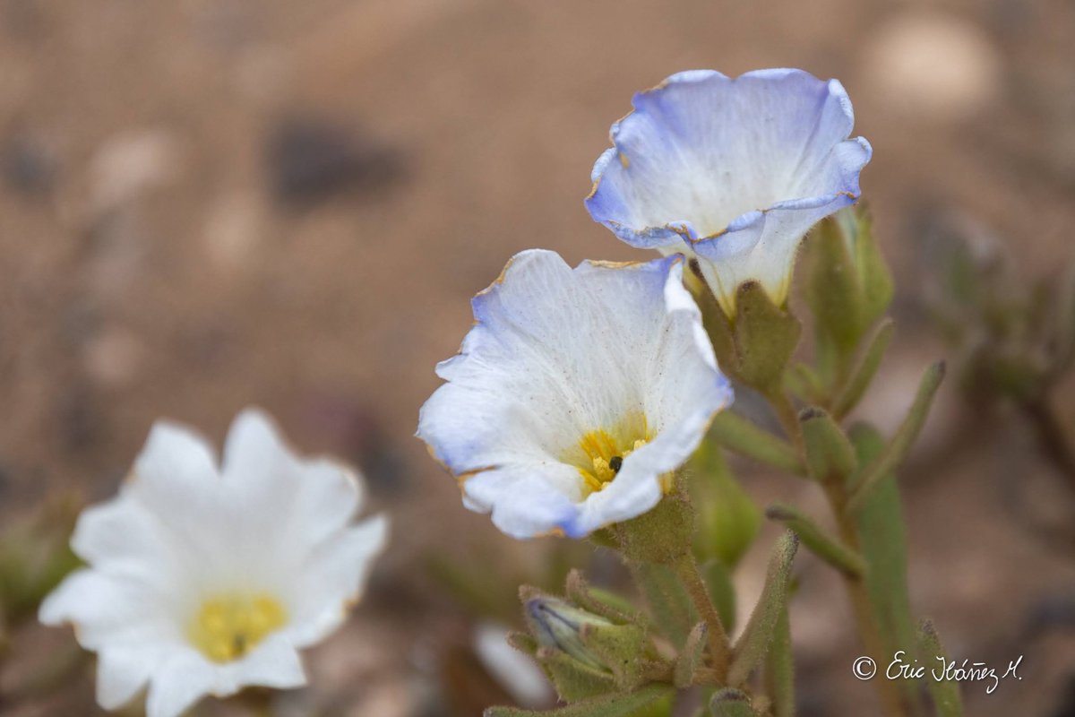 erib1977's tweet photo. Desierto Florido, región de Atacama.
.
#mountain #trekking #chile #trekking #hiking #outdoors #paisaje #landscape #photography #fotografia #hikingadventures #nature #hike #naturephotography #naturelovers #photo #canonphotography #MarcaChile #achilepoh https://t.co/CedlFlUwaQ