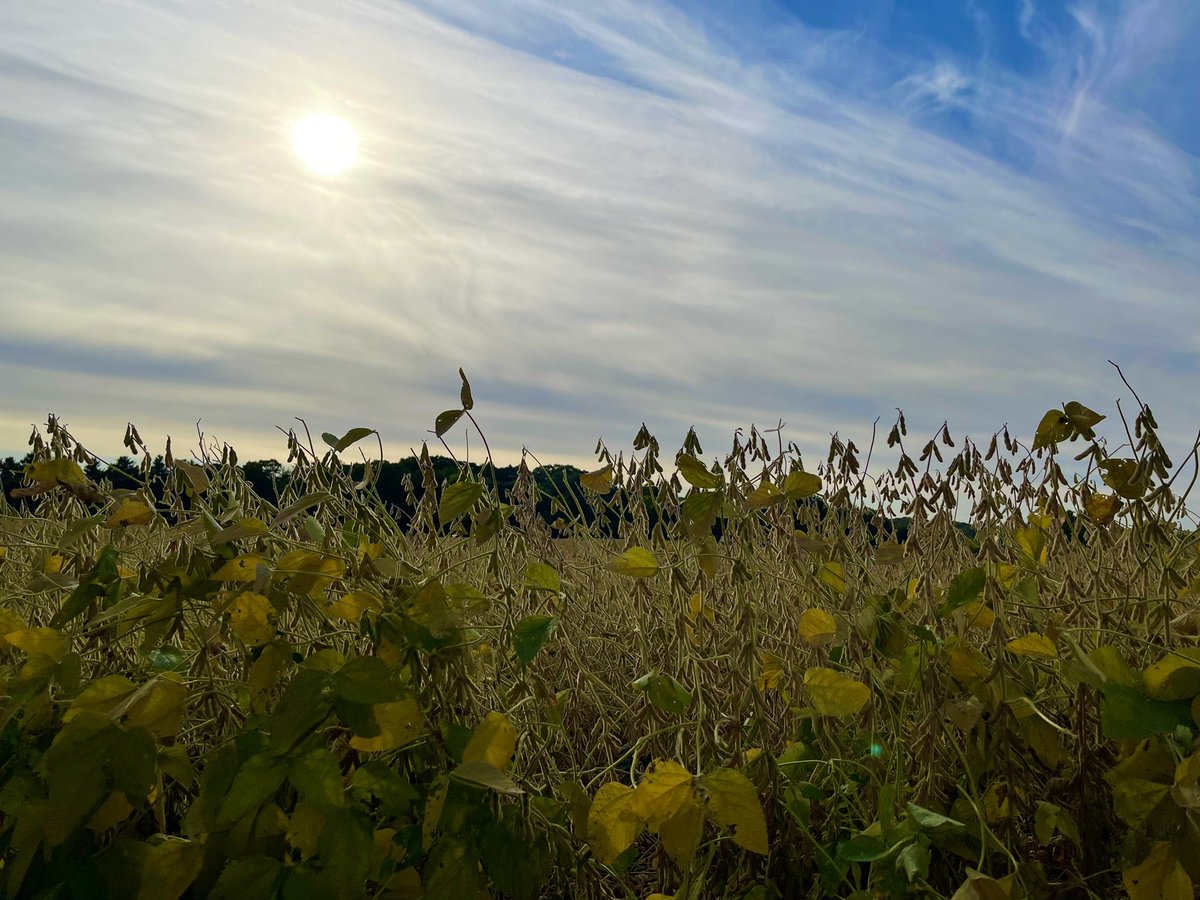 MariannaDeBolt's tweet photo. Veil of clouds brush over the sun. #clouds #weather #sun #sunset #soybeans #lookingupward https://t.co/MM2RMKRd45